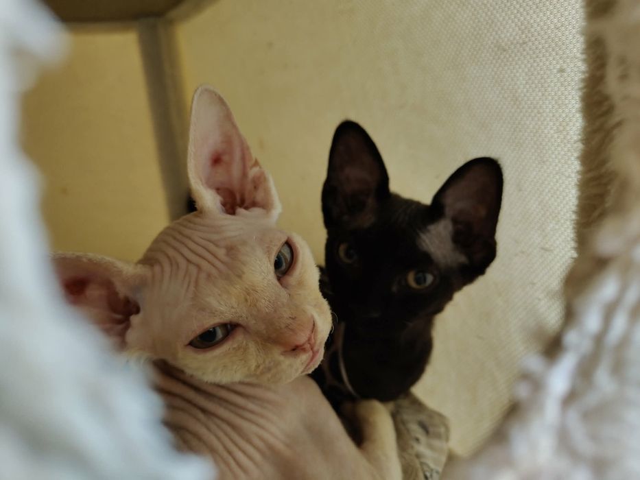 Kremowy kocurek Devon rex