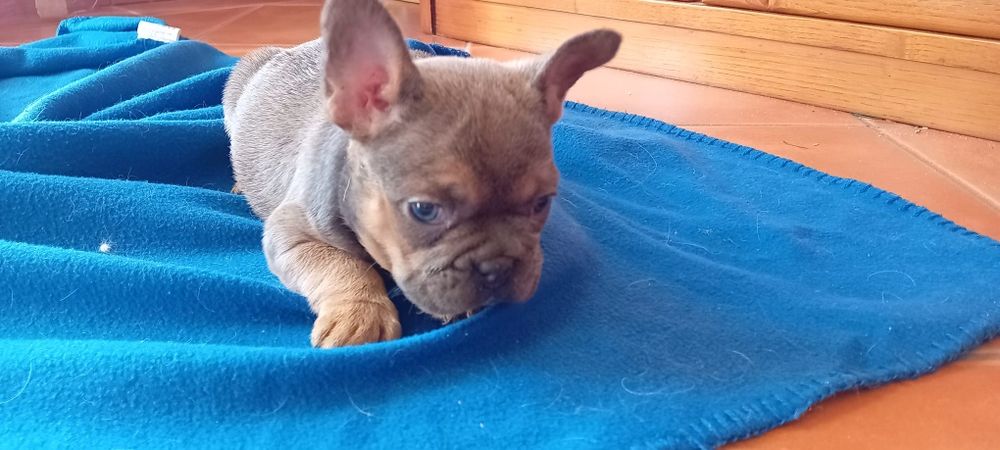 Bulldogue francês