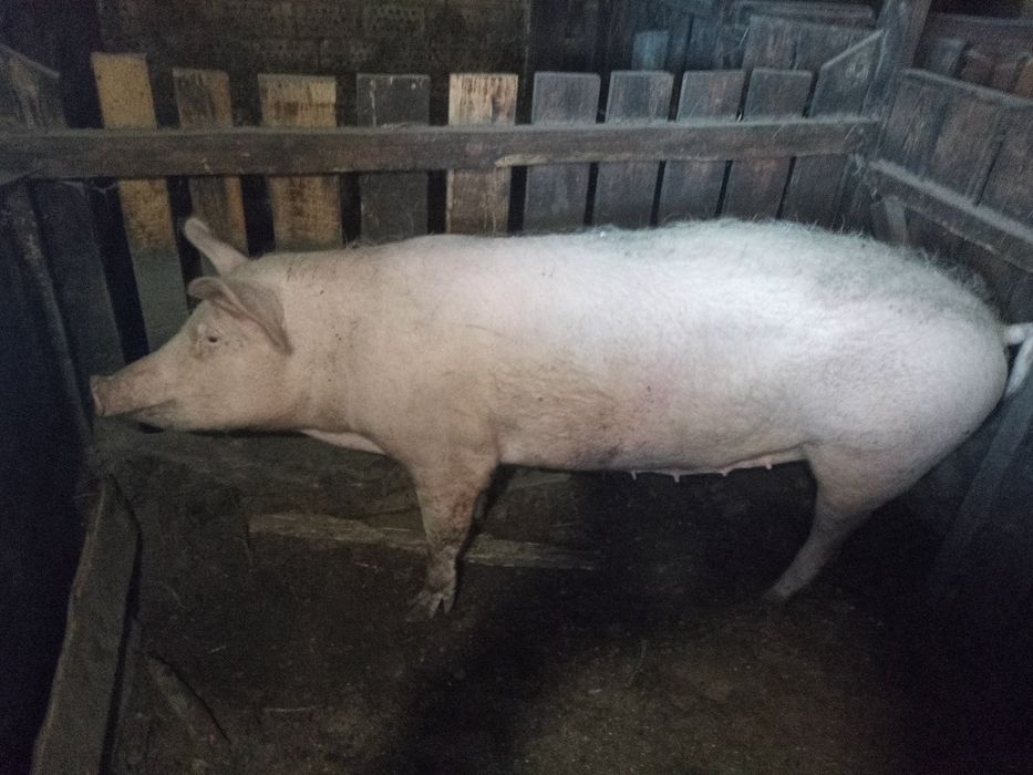 Свиноматка F1 на плем'я