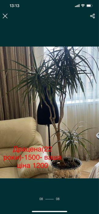 Кімнетні рослини пальми в асортименті