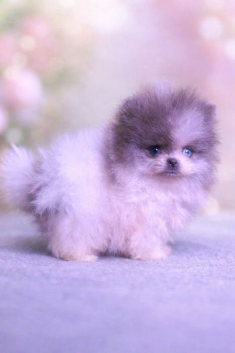 Міні померанський шпиц