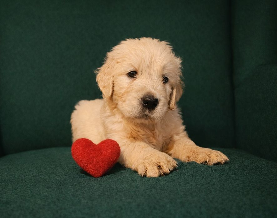 Golden Retriever FCI