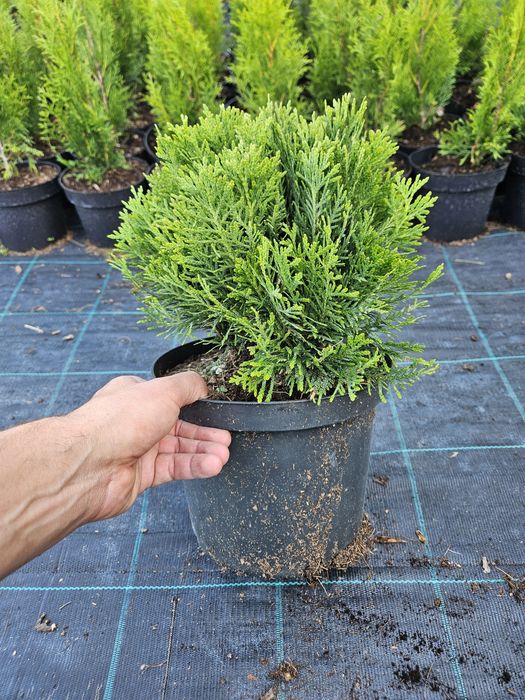 Tuja thuja danica danika