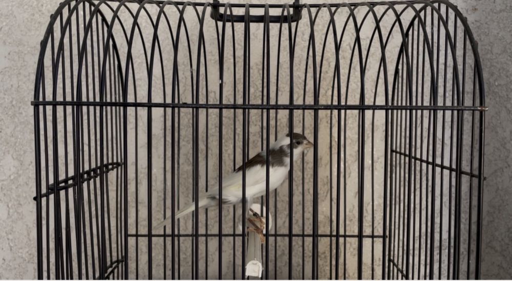 Canarios larguet 2025