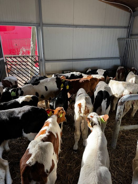 Byczki mięsne i mieszanki