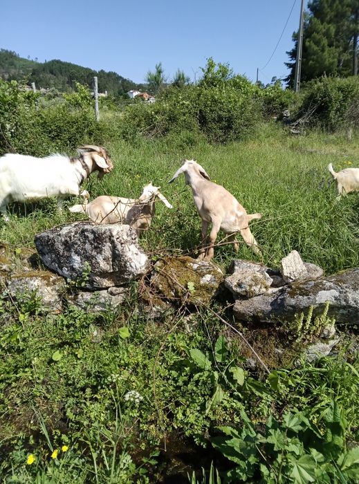 Cabras boa qualidade