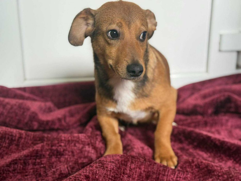 Bąbel kilkumiesięczny psiak do adopcji