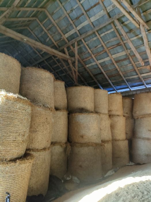 Sprzedam Bele słomy żytniej