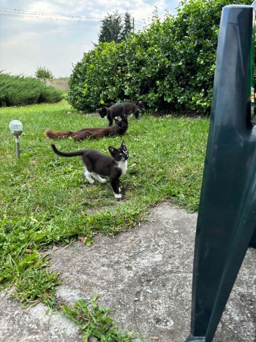 Kocięta do adopcji