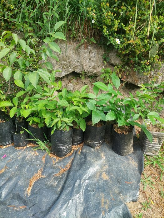 Nogueiras para transplante