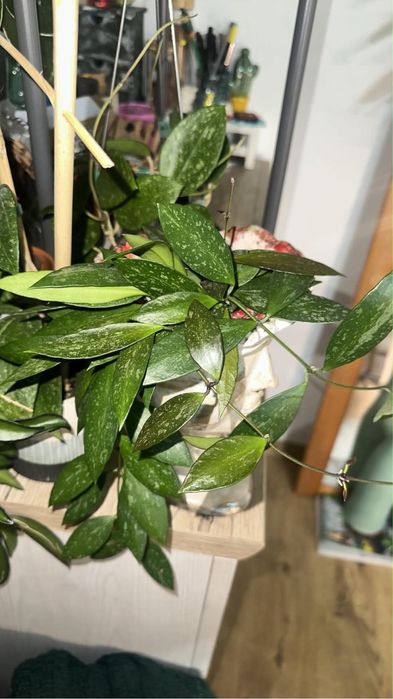 Hoya gracilis.
