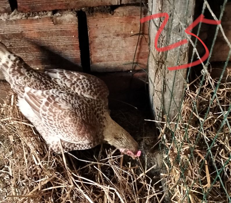 Aves de raça pura.