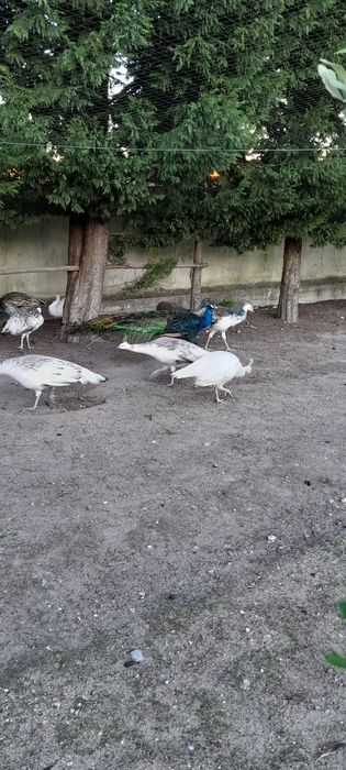 Pavões de várias cores: Branco, Asa negra, Azul e Arlequim