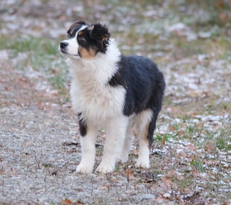 Owczarek australijski typ amerykanski, tricolor, ZKwP/FCI