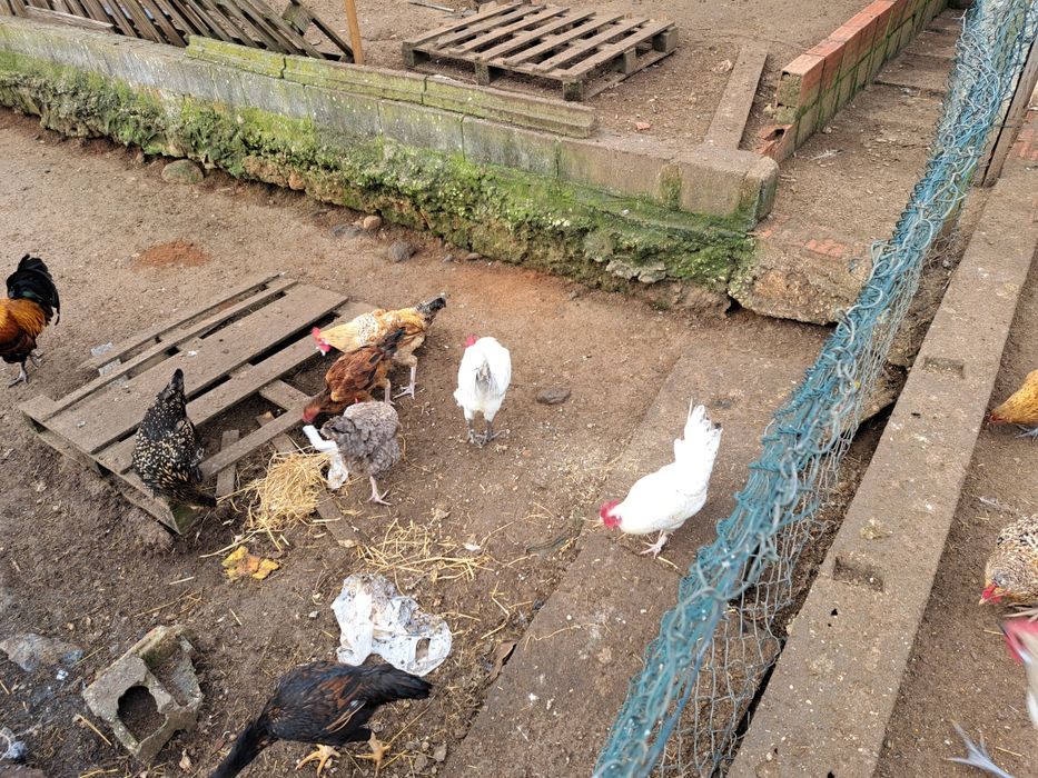 Galos galinhas e peruz
