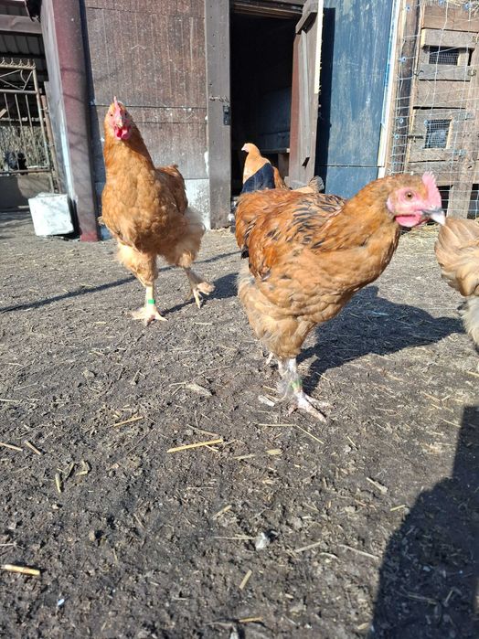 Sprzedam  Gęsi hołmogory Gęś landes kury Kochin olbrzymi