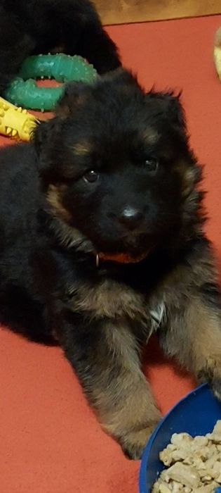 Німецька вівчарка