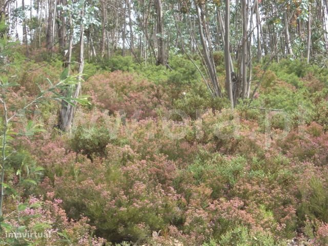 Terreno com 3.600 m2 em Várzea Cova