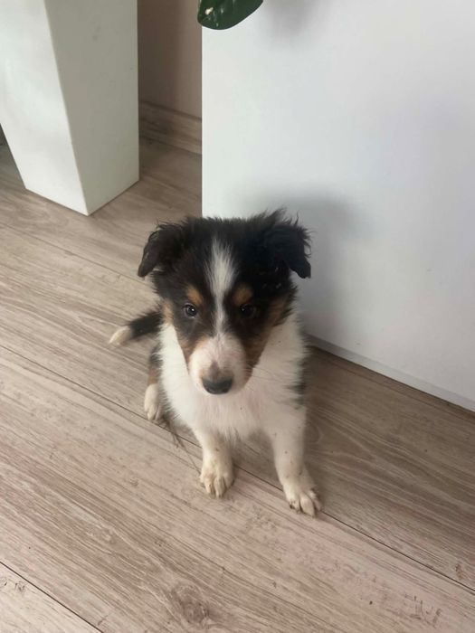 Szczeniaki Owczarek szkocki Collie