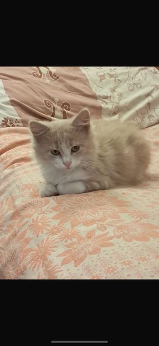 Маленькие котята ищут добрых хозяев. Только Николаев!!!