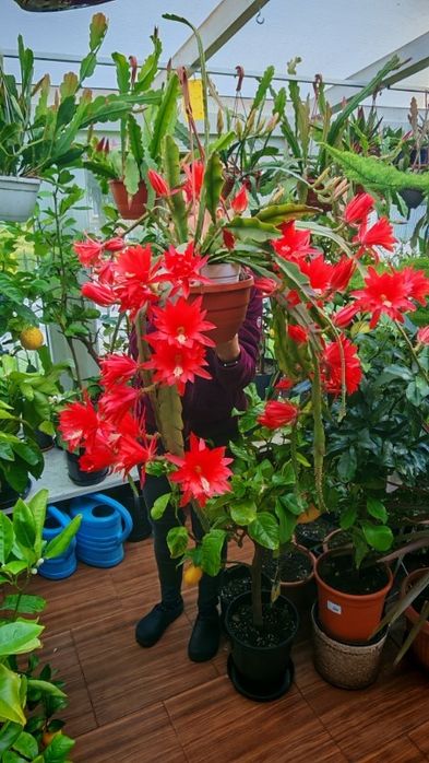 Epiphyllum czerwone