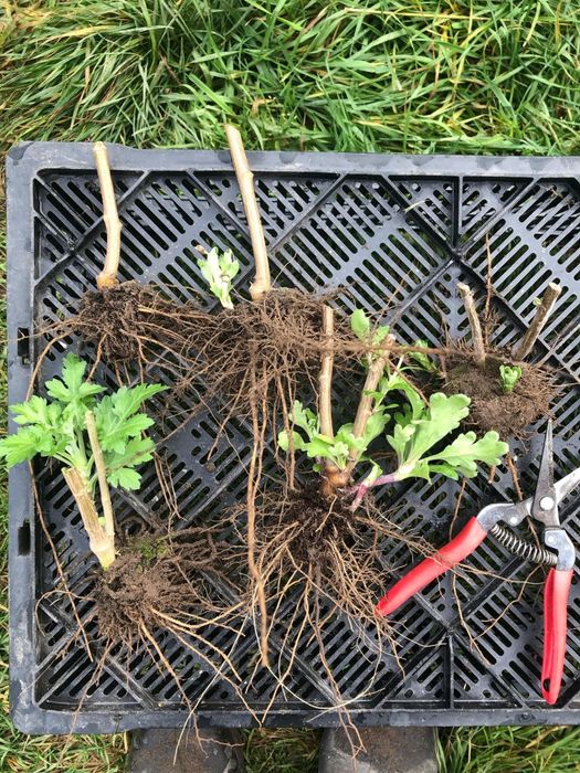 Наборы хризантема