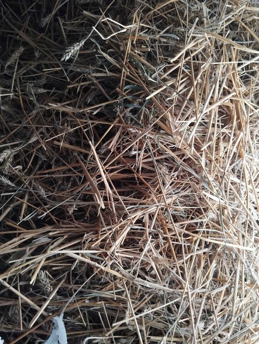 Słoma po pszeżycie