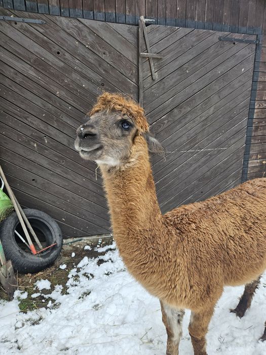 Alpaka - samiczka