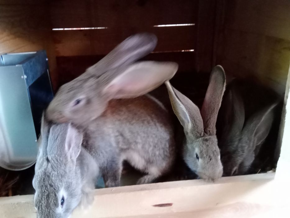 Króliki Olbrzym Belgijski