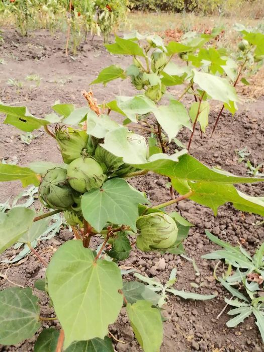 Хлопок семена хлопка бавовна насіння бавовни