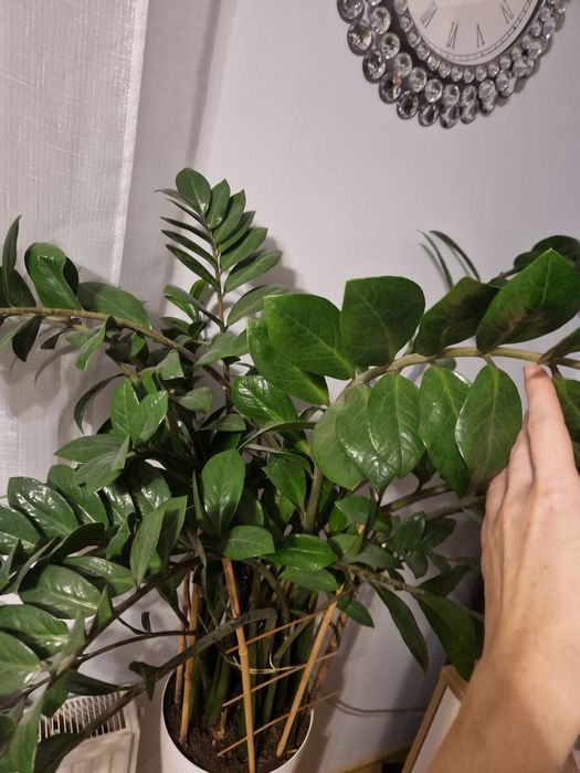 Kwiat zamiokulkas  piękny duży