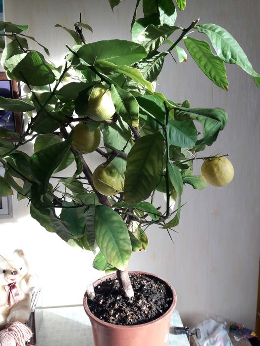 Лимонное дерево с плодами