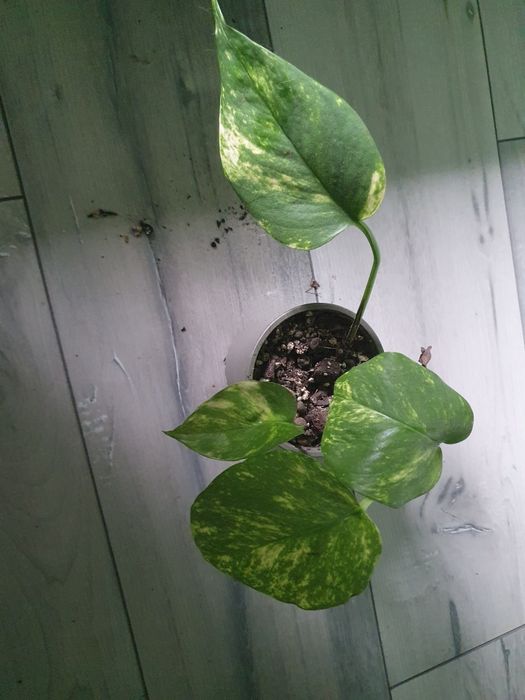 Epipremnum aureum kwiatek