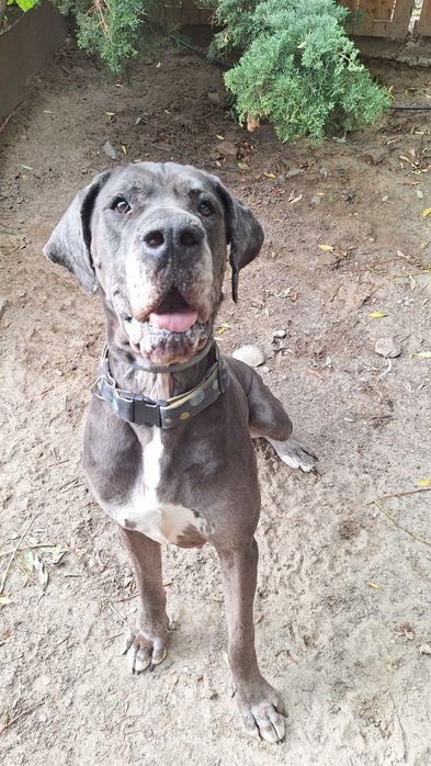 Dog niemiecki merle DO ADOPCJI !
