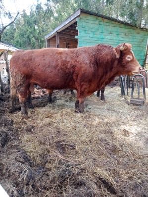 Sprzedam byka rozpłodnika