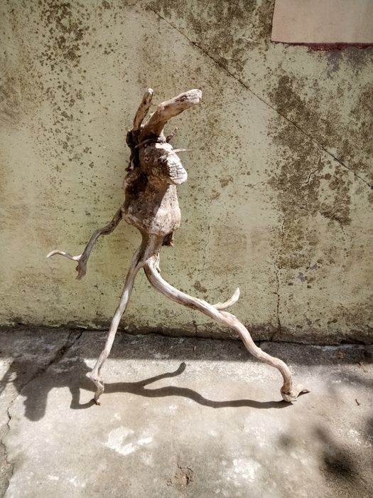 Vários Troncos raíz naturais