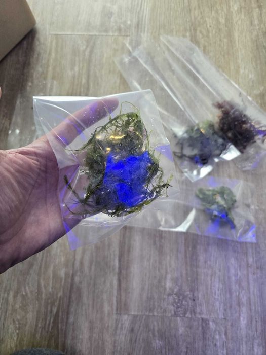 Refugium Glon Wyższy Haliptilon Red Feather Alga FLUOLAMPS WYSYLKI