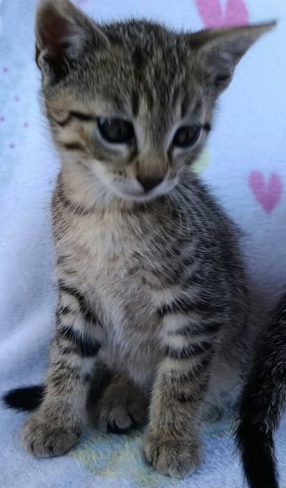 Kocurek do adopcji
