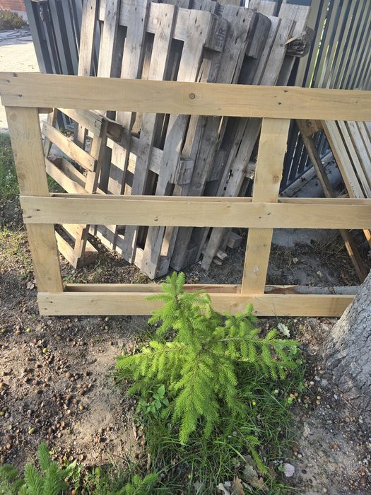 Palety oddam za darmo