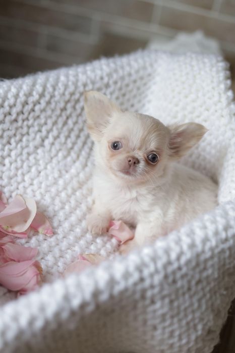 Mini dziewczynka chihuahua fci