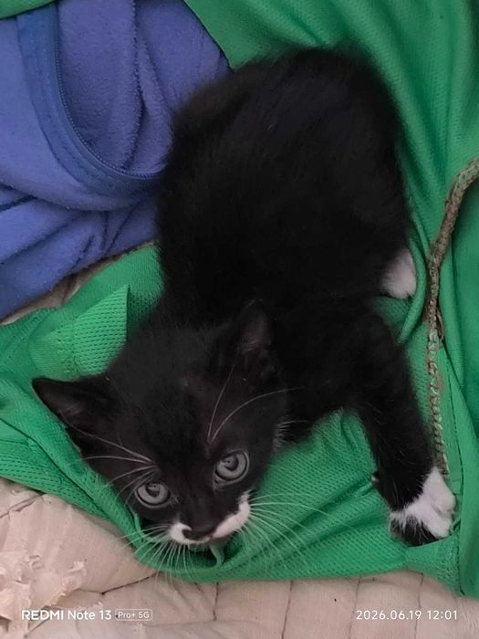 Красивый котенок. Котята брошенные  (помогите пристроить. кошечки и котики)
