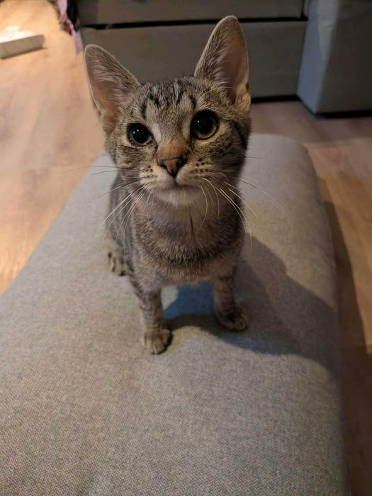 Bura mistrzyni polowania na wędki: Chmurka melduje gotowość do adopcji!