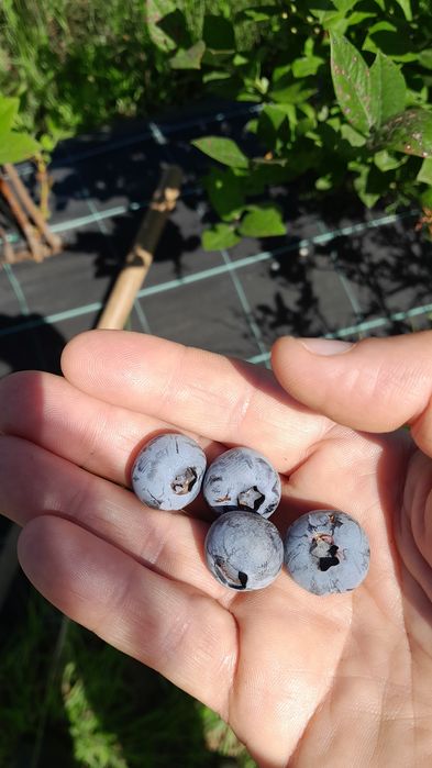 Plantas de Mirtilos de Produção Biológica