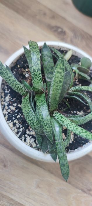 гастерія сукулент  вазон