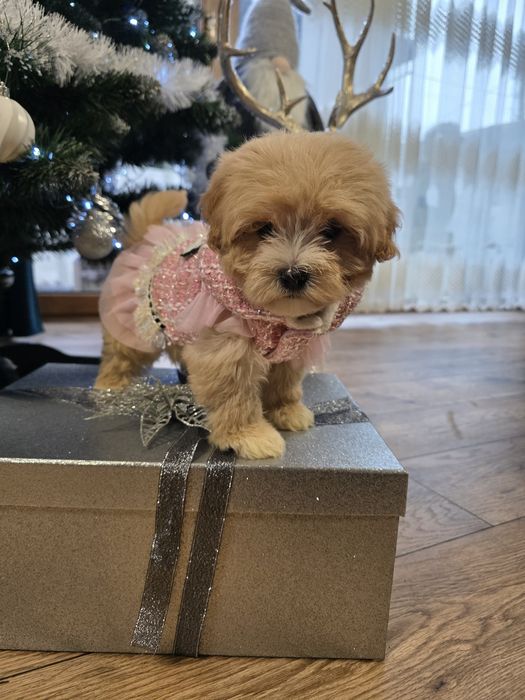 Maltipoo maleńka urocza sunieczka po mini rodzicach.
