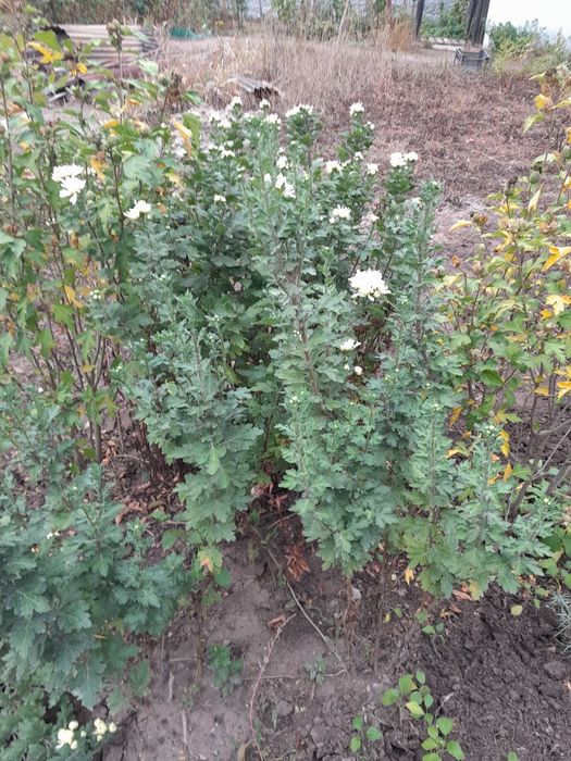 Продам хрезантеми