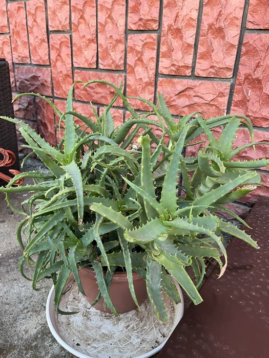 Aloes w doniczce