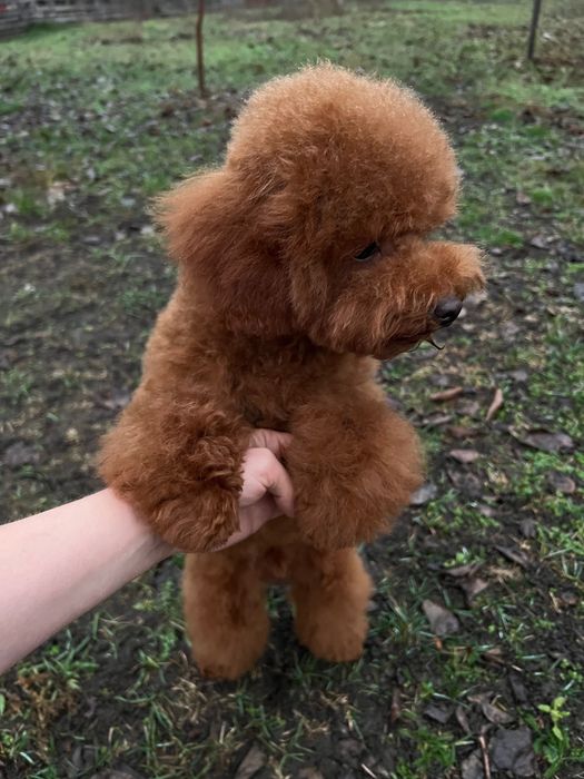 Той пудель мальчик китай 6мес. подросток