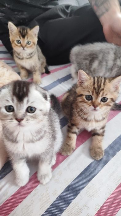 Шотландські кошенята