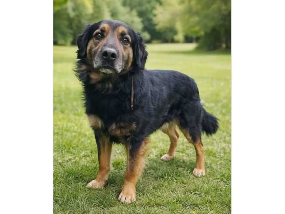 Duży (30kg), ŁAGODNY, przyjazny Bugi